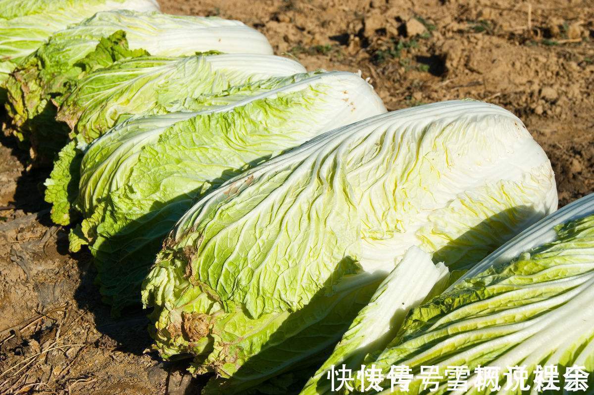 小白菜|吃完白菜一小时内,不能碰此物,却有很多人不清楚,早知早好