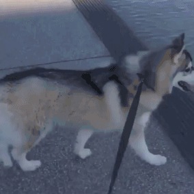 |搞笑GIF:妹子伪装的太好了 你成功的把我骗到了