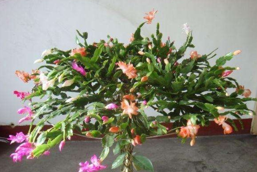 3款“低档花”，一年之后变“老桩”，即镇宅又养人，福气满满