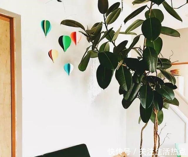 客厅养4种“树”真过瘾,几年长到2米高,懒人养“最合适”!