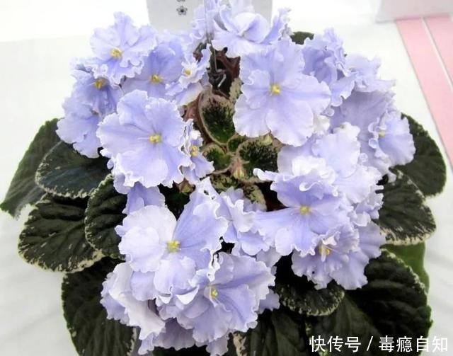 在室内半阴处容易开花的11种盆栽开花植物,家里可多种几种!