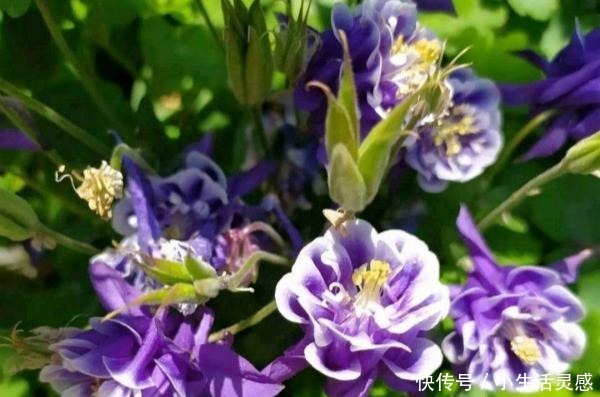 天冷的地方，我建议你养这5种花，开花非常漂亮，扛冻能力杠杠的！