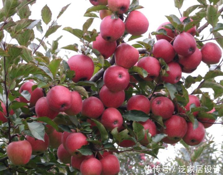 院子别只养花，栽些果树，好看好养活，家有院子的福音