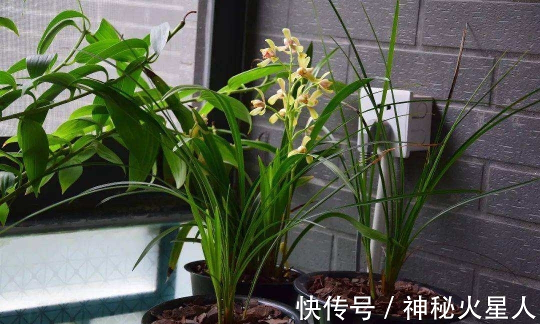 家里养这12种花，每个月开一种花，一整年都有花看