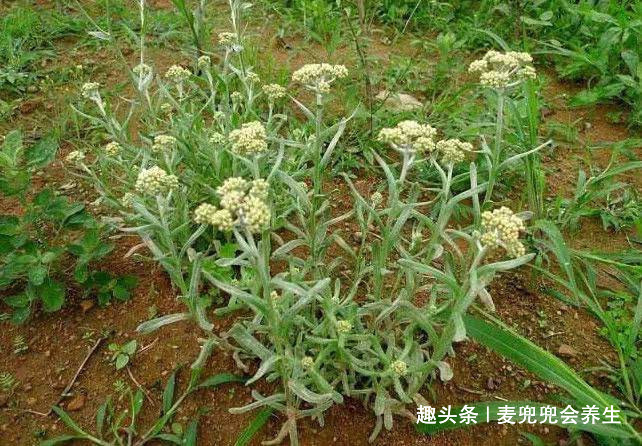 氨基酸|大自然的“祛湿菜”被找到了,身体湿气重,多食此菜,防止咳嗽