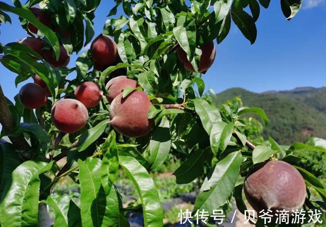 四川发现一个大叔种的果树!果肉鲜甜多汁,富含花青素