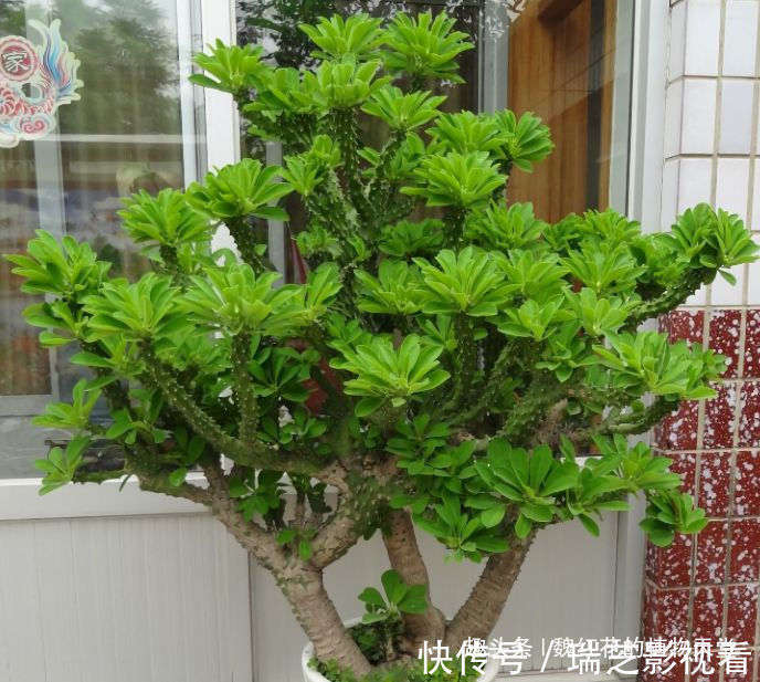 超级好养的8种花,1个月不浇水也死不了!