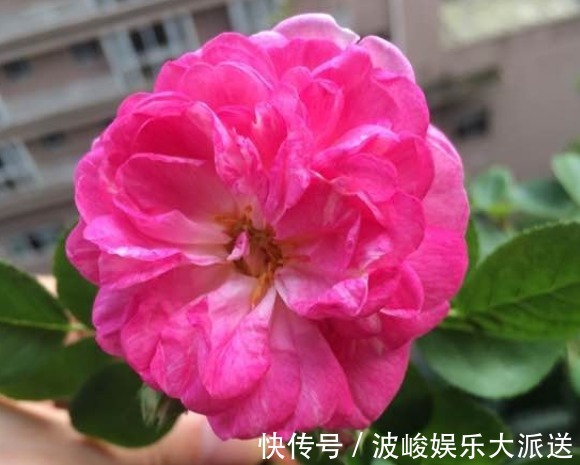 快乐园|今年最火花,一定是这款珍品月季,花大色艳,轻松爆盆,不养后悔