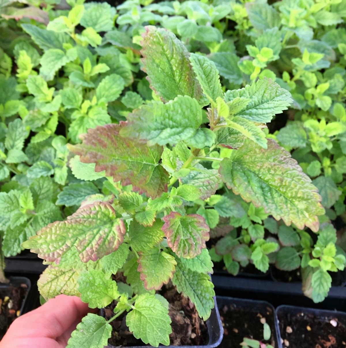 艾草|驱虫效果一级棒的植物，家里养起来，防虫好手