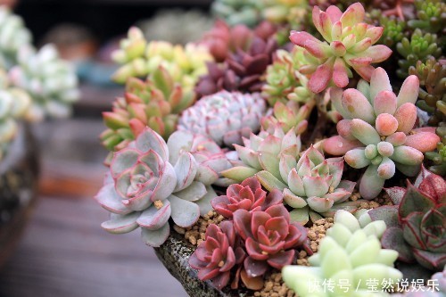 适合新手价格便宜又萌又好养的多肉,看了一眼就想剁手了