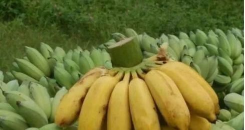 女性到了中年，推薦3種食物，降壓減脂，延緩衰老，養護血管