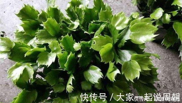 扦插|扦插蟹爪兰,掐准“时间点”,根系嗖嗖窜,养出“杠杠厚”好叶片