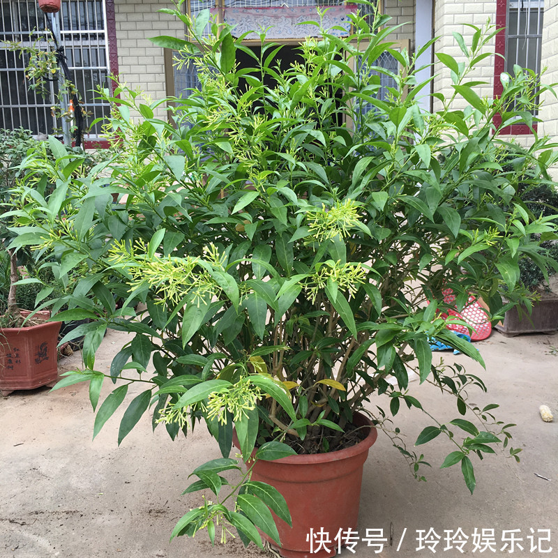 4种花放卧室,会令身体越来越差,你家若有,抓紧搬走!