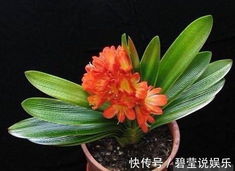 烂根|花卉盆栽里加入这两种物质，再不也担心黄叶烂根，很快开花到爆盆