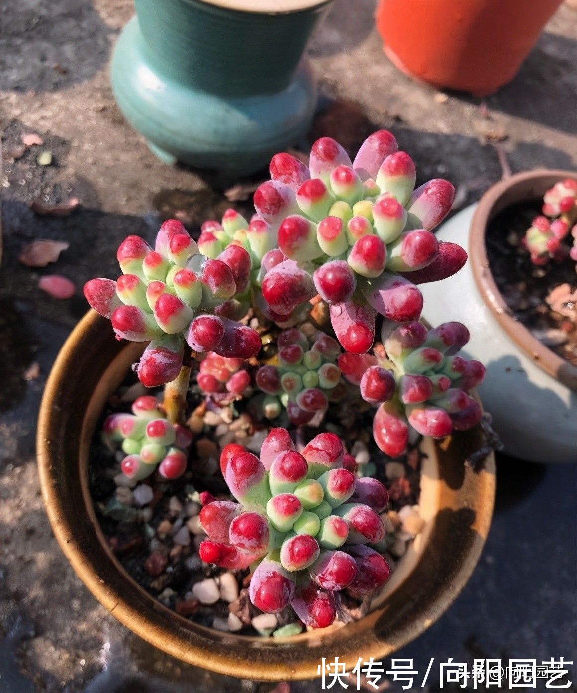 路边的多肉真便宜，1块钱1，不要买！买上一堆还不如买1棵