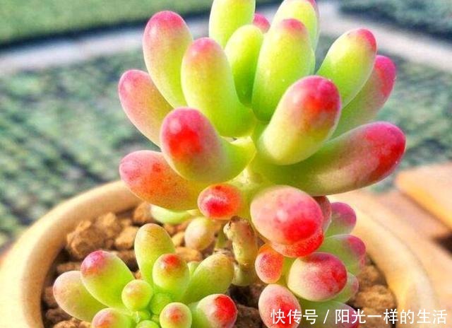君君|养多肉,只会浇水叶片干瘪,没光泽,教你30天变成“小胖墩”