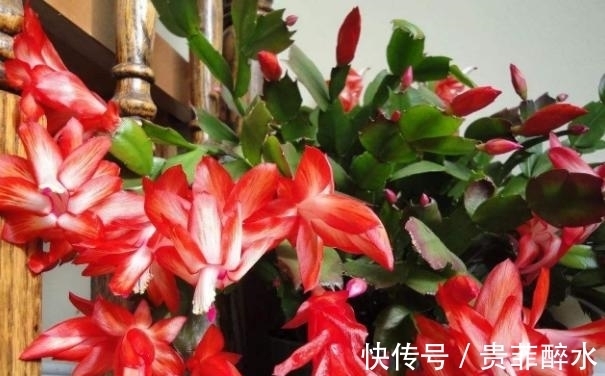 买肥料不如自制,牢记这几招,养花才不会再出问题