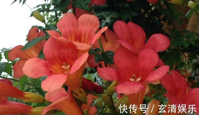 此种“进口”耐冻花，沾土就活、浇水疯长，开花太漂亮了