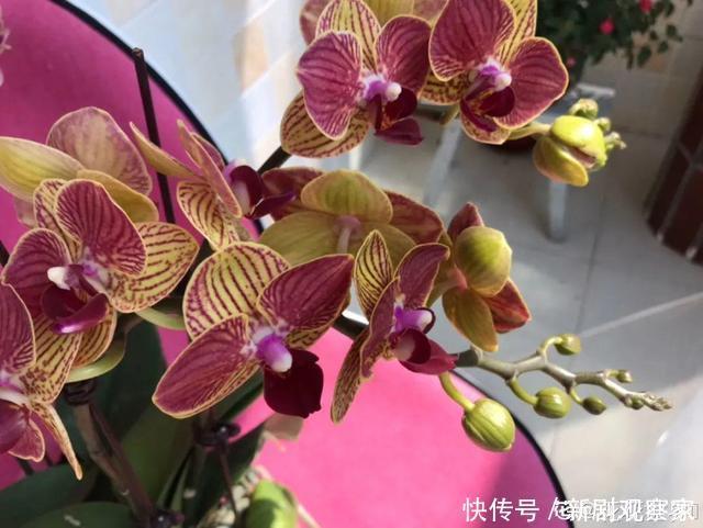 今年最火网红花,一次能开4个月,枝条挂满花蝴蝶!