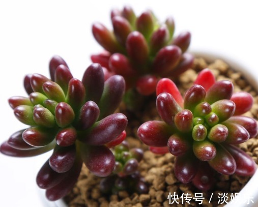 多肉虹之玉叶插怎么快速成活教你3个小妙招,不仅成活还更旺盛