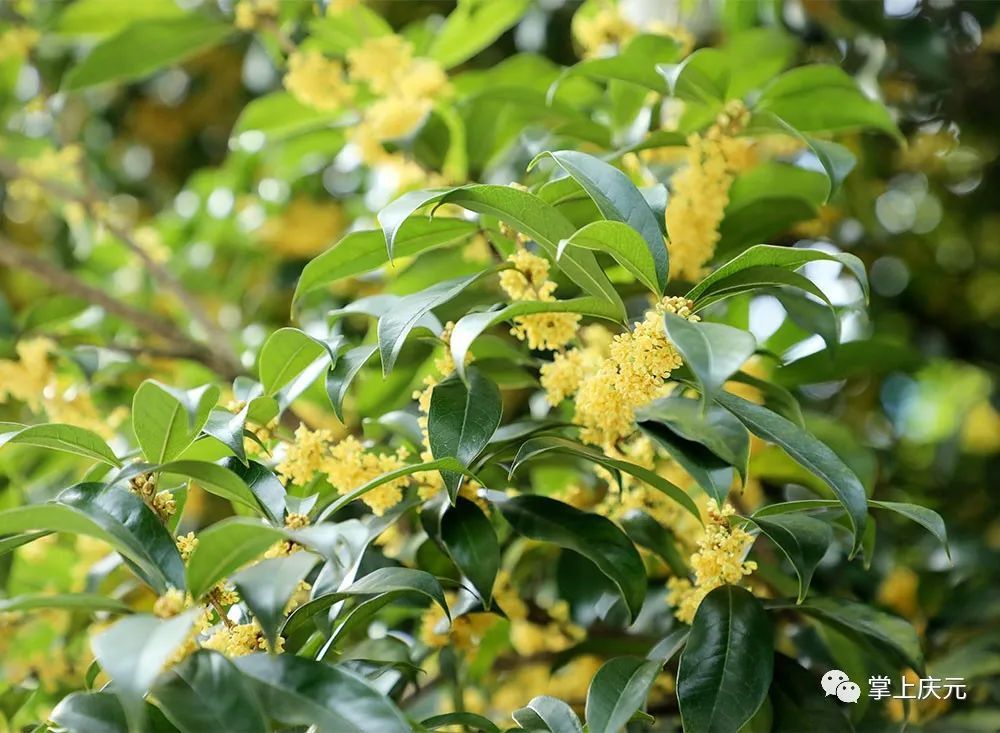 高温|真香！高温“搅乱”花期，桂花虽迟但到