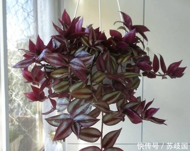 邻居家的这种盆栽,剪个枝扔进土里就能活,叶子比花朵还好看