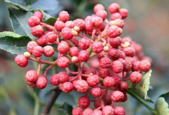 阳气|快告诉家里人：每次煮水加几粒它，阳气足了，体质好了，病痛消了