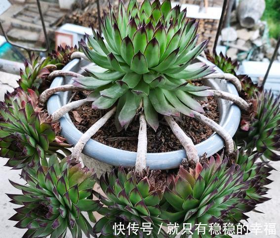 它堪称普货多肉之王，盆栽把控好5个细节，犹如朵朵盛开的莲花