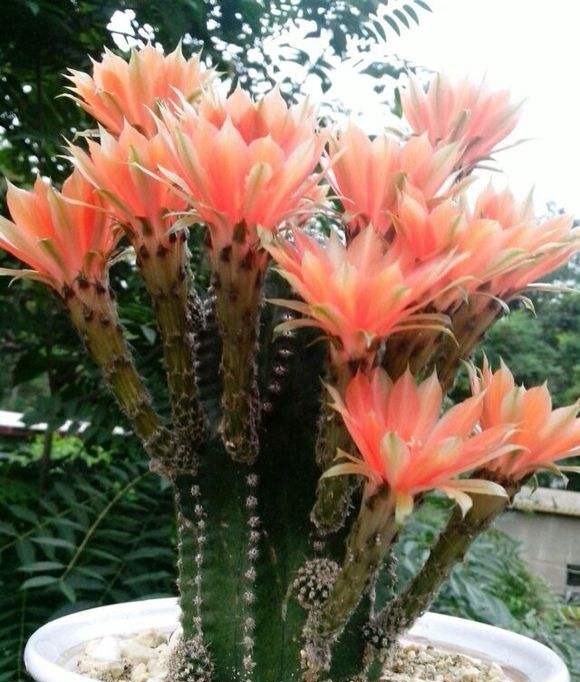 60岁的他,退休只养仙人球,10个品种,开花比月季还漂亮