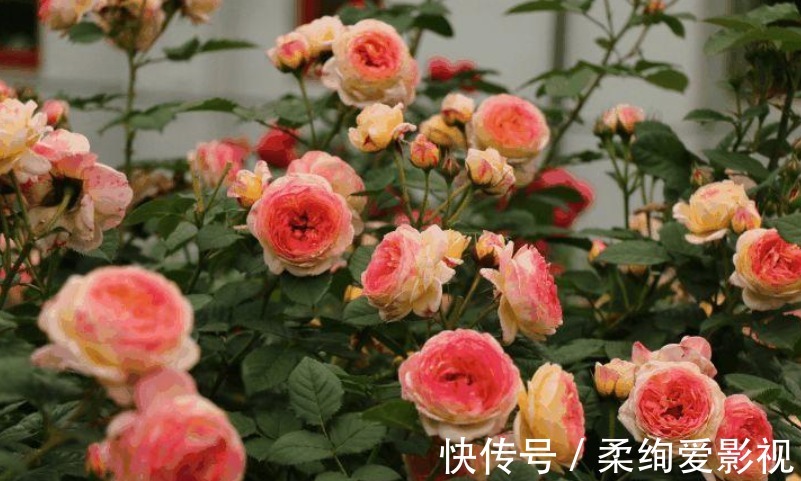 厨房清洁“神器”小苏打,拿来养花,2种用法5大好处