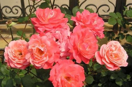  季疏蕾|想要月季花开的漂亮，就用此一招