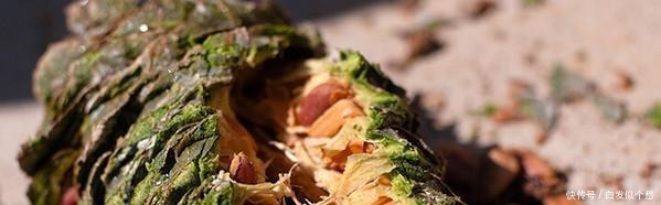 施肥|爷爷捡回3种“小东西”来养花，往土里埋“1点”，2年不用施肥！