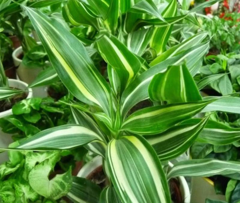 养花试试这几款,姹紫嫣红竞相盛开,那画面太美