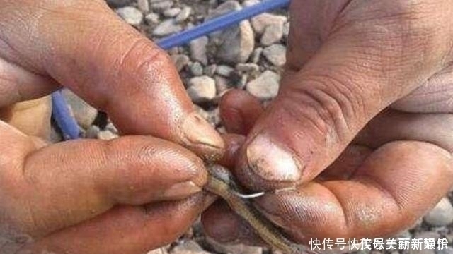 田螺|三番五次告诉你，鱼越大越喜欢这些饵，每试用一次都能钓过瘾