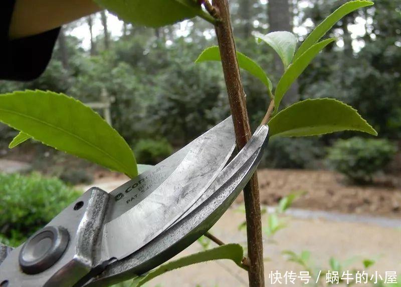 茶花开完花,正待修剪时,春天狠剪,夏秋冬莫动,花苞才满枝