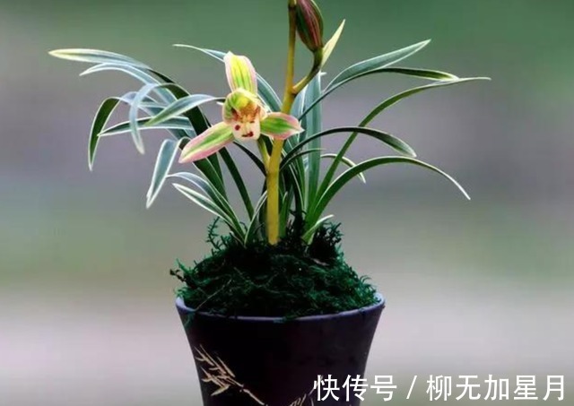 花香|此兰“花开双色”，花姿端庄优雅，兰香四溢持久，花开后香飘满屋！