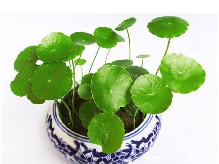 几种花最适合懒人养，勤快人养不过三个月就死！