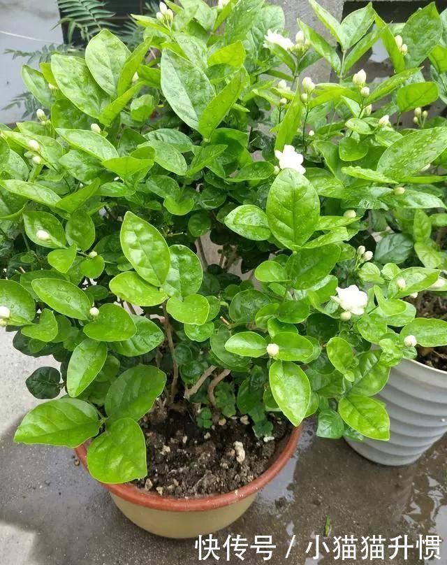 长势|养好茉莉花,关键在一个“摘”,能开两个季度,白色花瓣挂满花盆