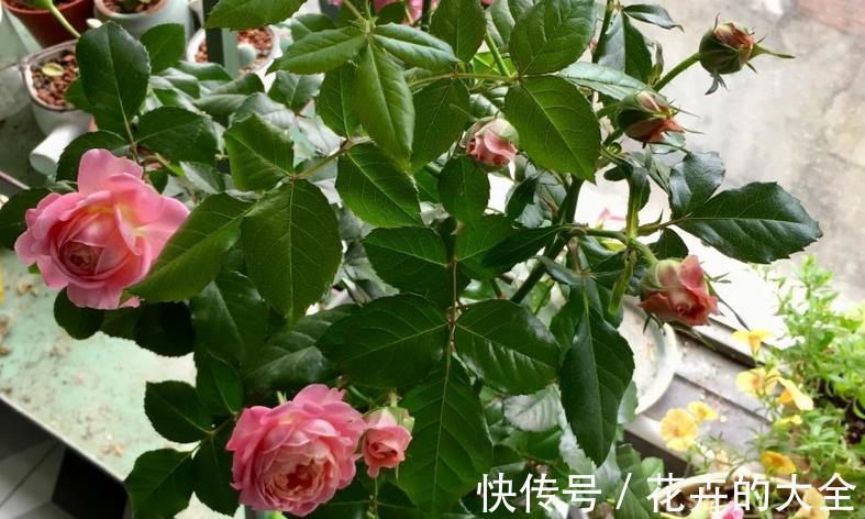 枝干|微型月季“香香公主”，花期长又皮实，花朵色多量大香味浓