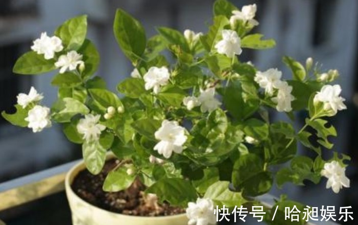 花草匠|“茉莉花”开花少消除“3个”隐患,花苞不断冒,开花爆满枝