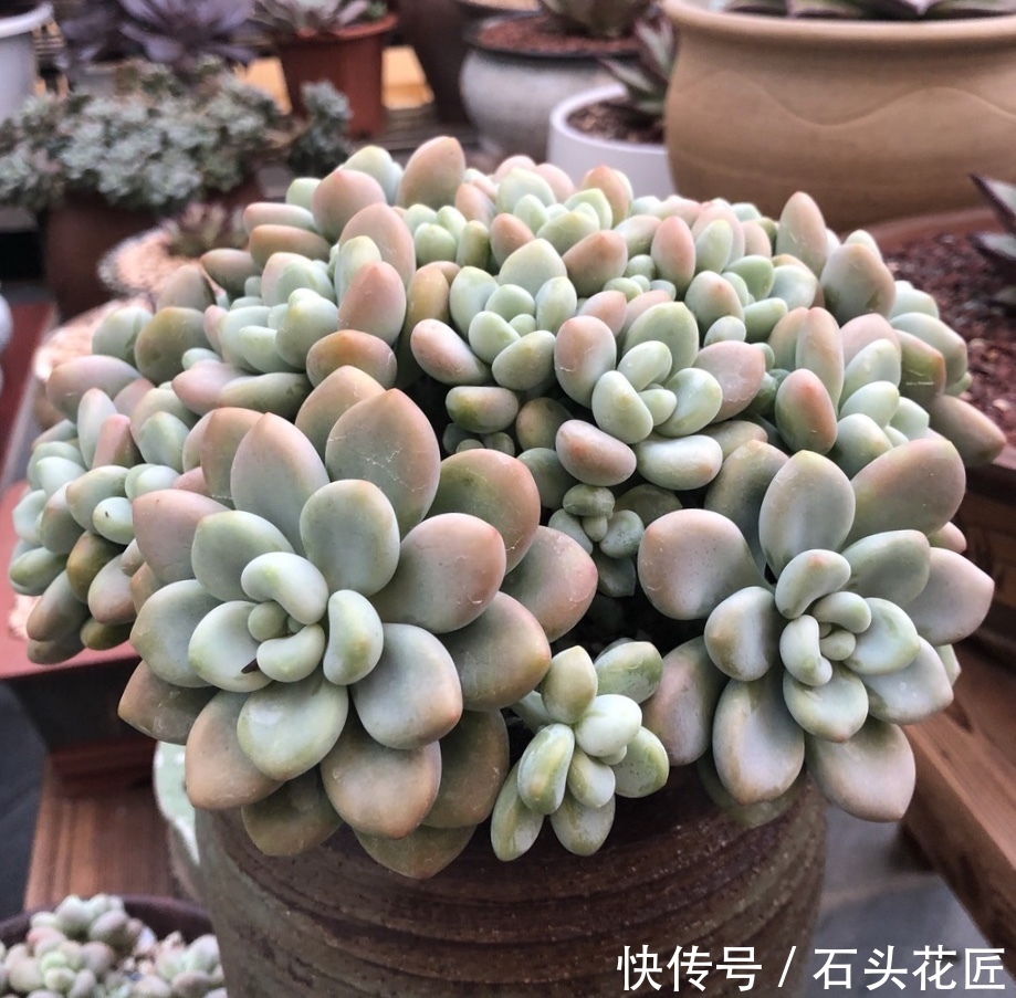 解决|摆了1墙壁的多肉,徒长“大长腿”、远看像绿萝,教你3个方法解决