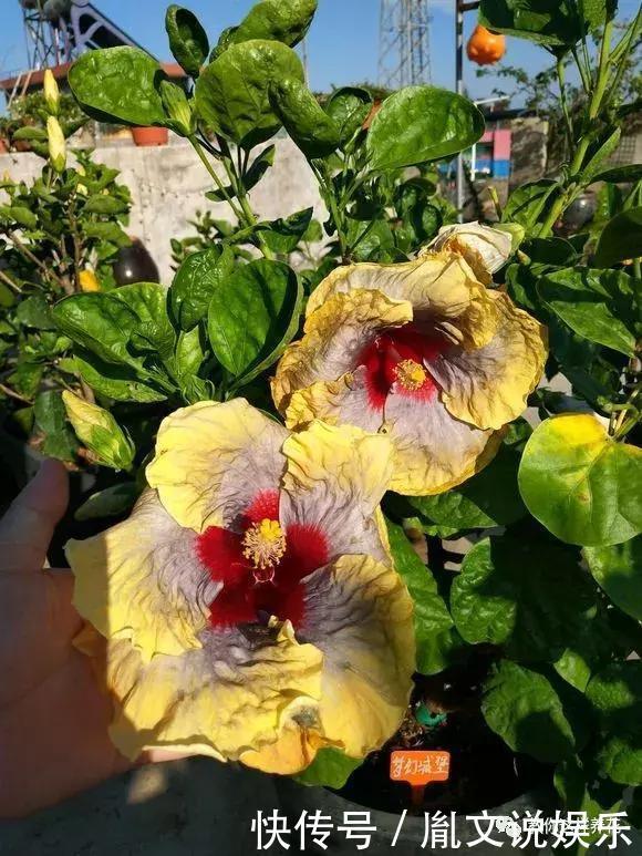 种花|1种花一开就是300多天,好养又漂亮,新手懒人都能养!