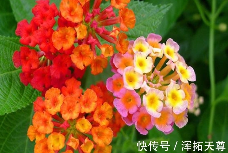 米兰花|4种花好养易活，旺财又养人，花朵迷人，阵阵花香