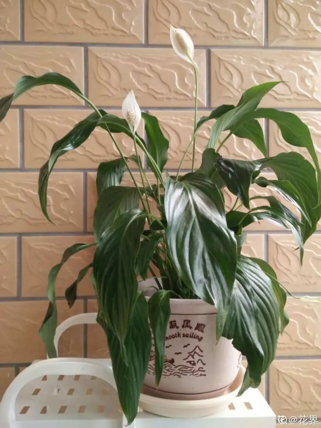 叶片|快住手!这10种植物千万别晒,晒得越多,死得越快!