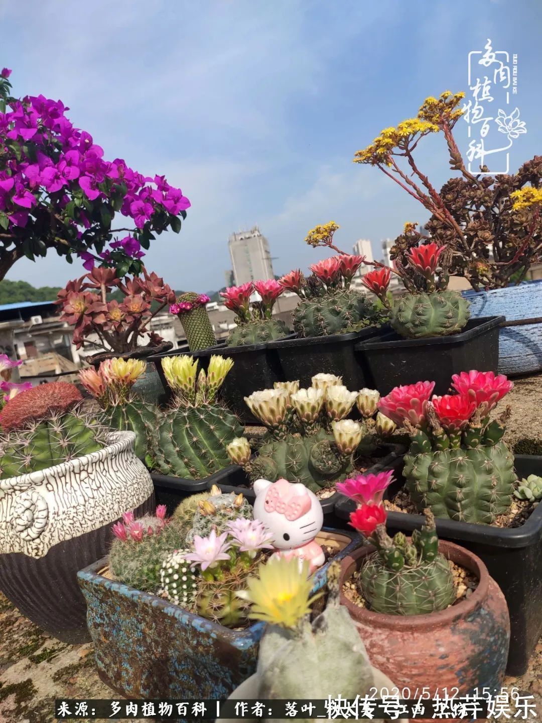 红太阳|养多肉秋天景天坑,夏天球球坑,人生百味都想尝!