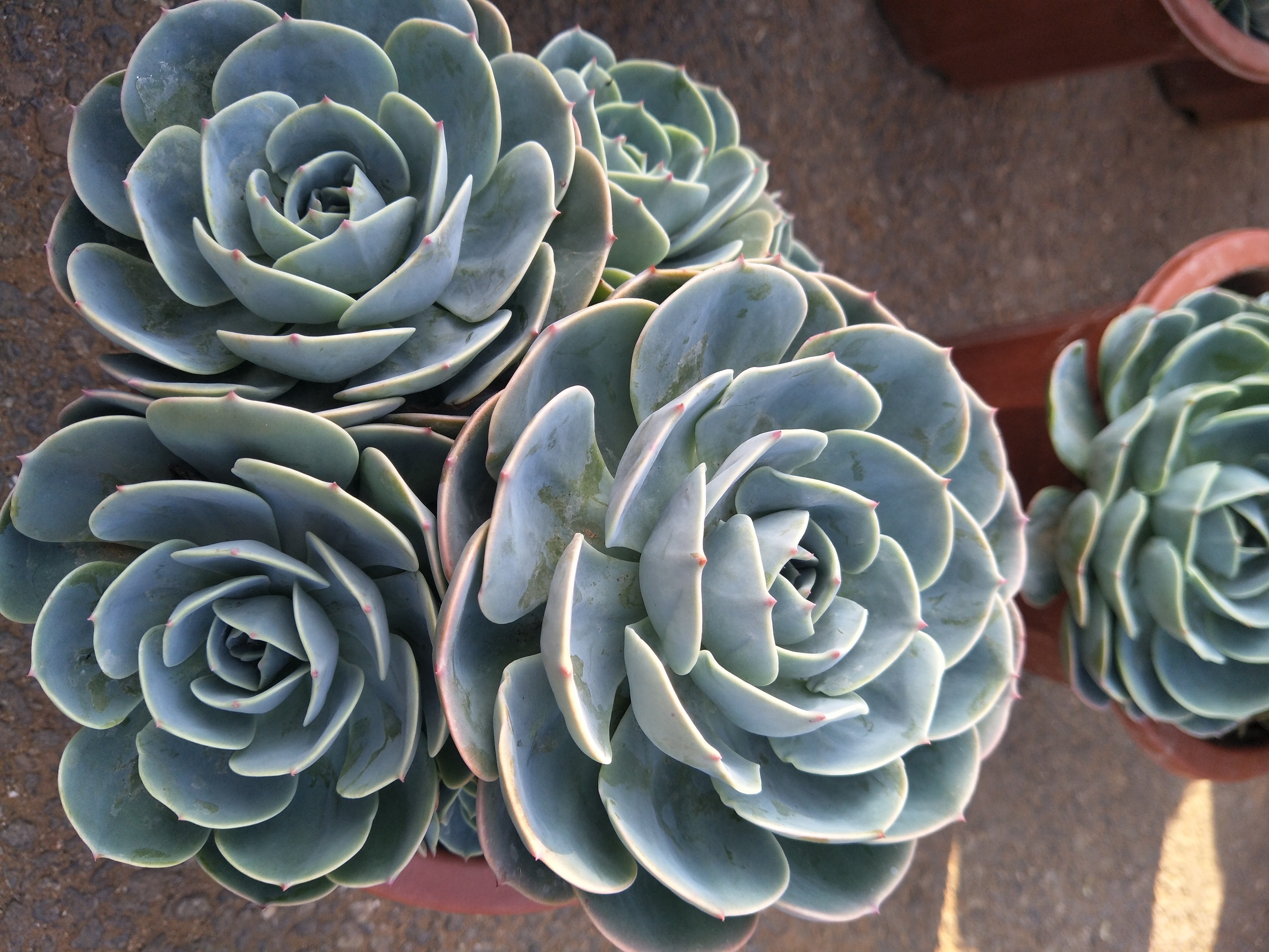 紫罗兰|天热了，有些花不是浇水越多越好，反而一浇水就死