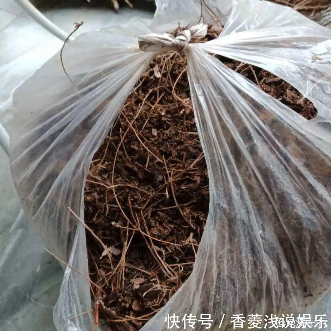 核桃壳|1把核桃垫盆底，不烂根、不招虫，疯长停不下来！