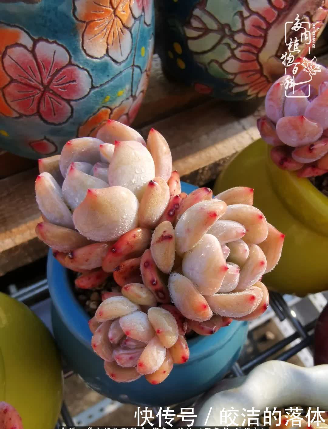 百度|我与多肉那些不得不说的故事!