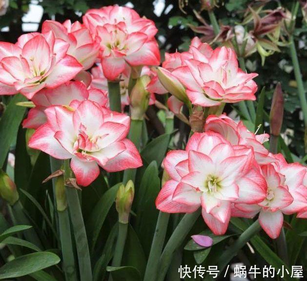 养花就养4种花,家里养一盆,花大色艳胜玫瑰,花开芳香四溢