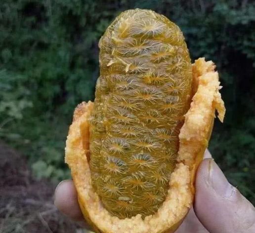 红菜苔|子宫光滑的女性,都爱吃以下3种食物,缓解痛经,预防子宫早衰